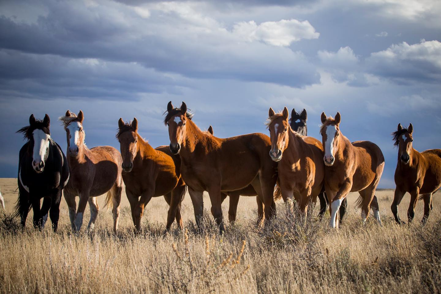 Cervi Championship Rodeo